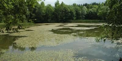 Ratajské rybníky - přírodní památka. 