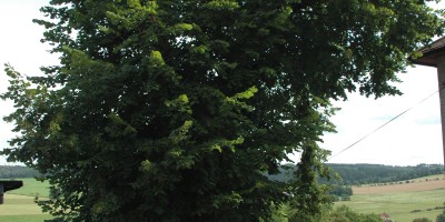Barešova lípa - památný strom. 