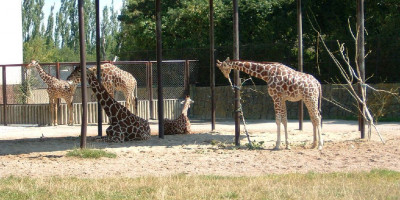 Dvůr Králové Zoo - zoo & safari. 