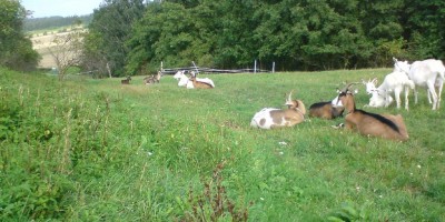 At the Curious Goat Farm. 