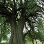 Drásovská mlýnská hruštička - památný strom