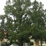 Dub před kostelem sv. Jiljí - památný strom