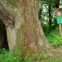 Valdštejnův dub na Lukově - památný strom